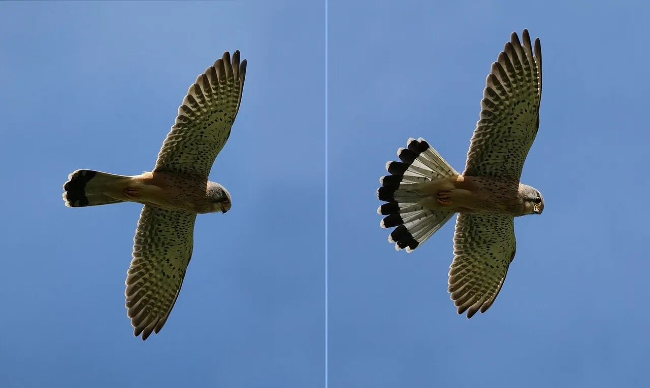 Een torenvalk (Falco tinnunculus) in vlucht.