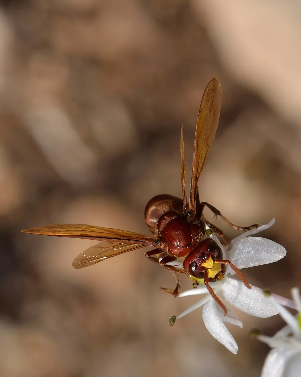 Oosterse horzel (Vespa orientalis), de soort die verantwoordelijk wordt gehouden voor kolonieverliezen bij Maltese bijenhouders.
